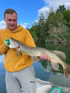 Chain Pickerel