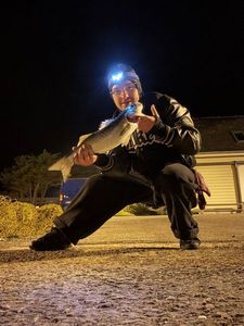 European Bass (Seabass)