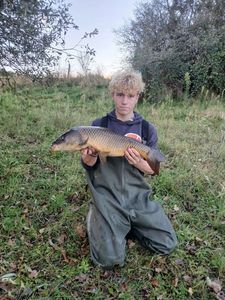 Common Carp