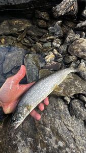 Lake Trout