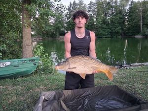 Common Carp