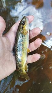 Brown Trout