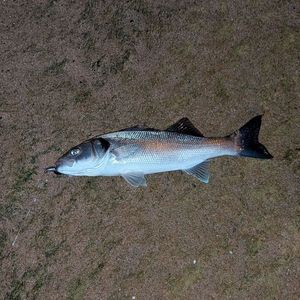 European Bass (Seabass)