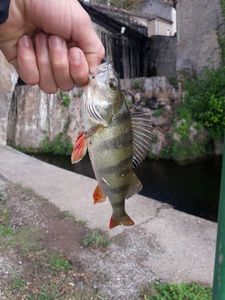 European Perch