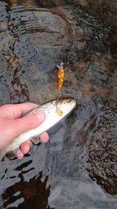 Brown Trout