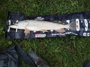 Northern Pike