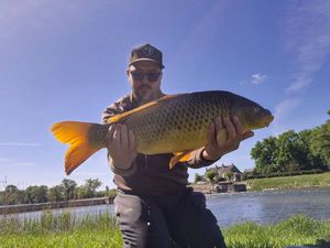 Common Carp