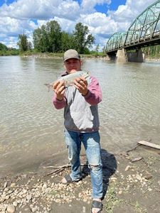 Goldeye