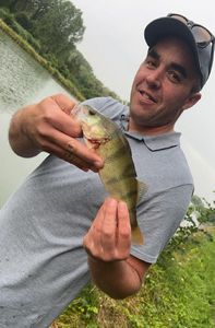 European Perch