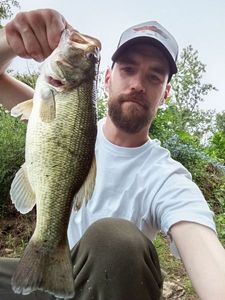 Largemouth Bass