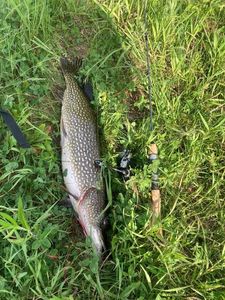 Northern Pike