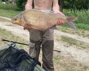 Common Bream