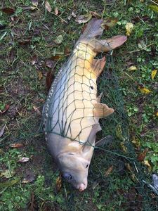 Mirror Carp