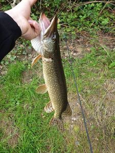 Northern Pike