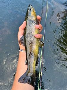 Brown Trout