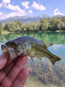 Largemouth Bass