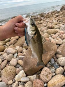 European Bass (Seabass)