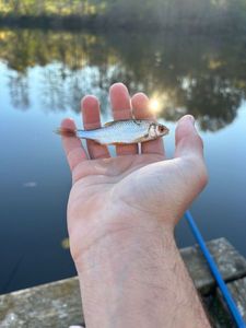 Roach