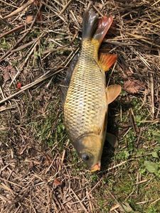 Common Carp