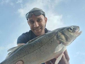 European Bass (Seabass)