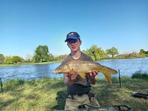 Common Carp