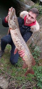 Northern Pike