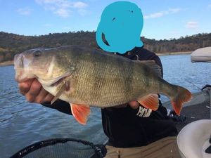 Green Sunfish