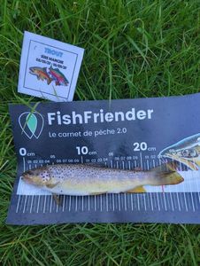 Brown Trout