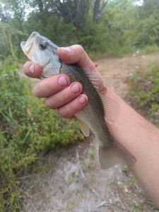 Largemouth Bass