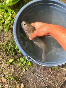Rainbow Trout