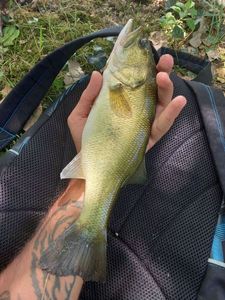 Largemouth Bass