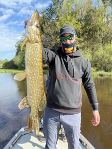 Northern Pike