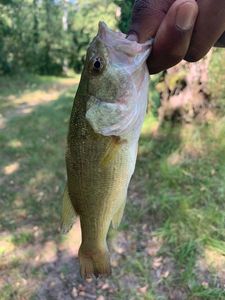 Largemouth Bass