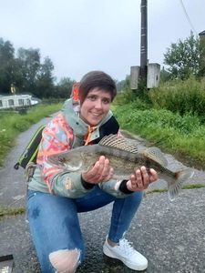 Zander