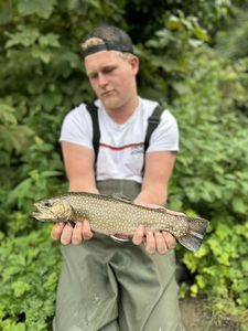 Brook Trout