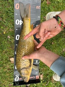 Common Carp