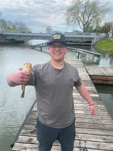 Brown Bullhead