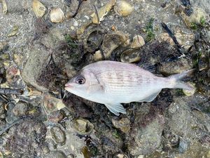 Black Seabream