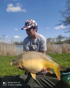 Mirror Carp