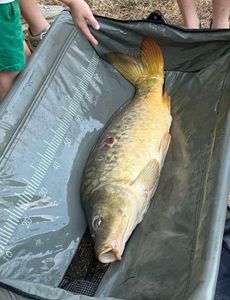 Mirror Carp