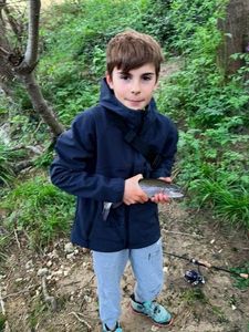Rainbow Trout
