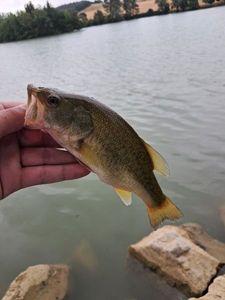 Largemouth Bass