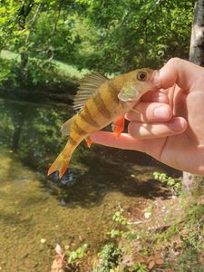 European Perch