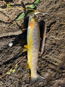 Brown Trout