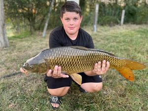 Common Carp