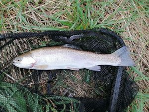 Rainbow Trout