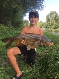 Common Carp