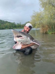 Sturgeon