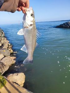 European Bass (Seabass)