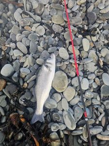 European Bass (Seabass)